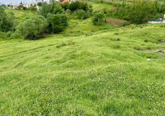 Shitet Toke ne Babrru