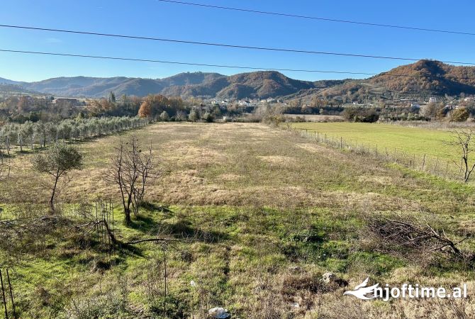 Shitet Toke ne Rr, Kryesore ne Petrele