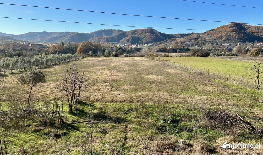 Shitet Toke ne Rr, Kryesore ne Petrele