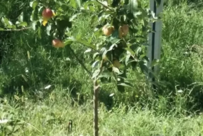 Truall ose Toke ne Durres - 110,000 Euro