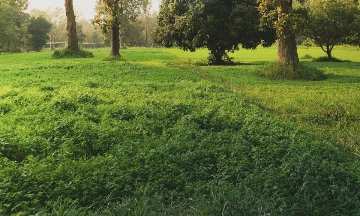 🔺️SHITET TOKE NE PETRELE🔺️ 11.500 M2