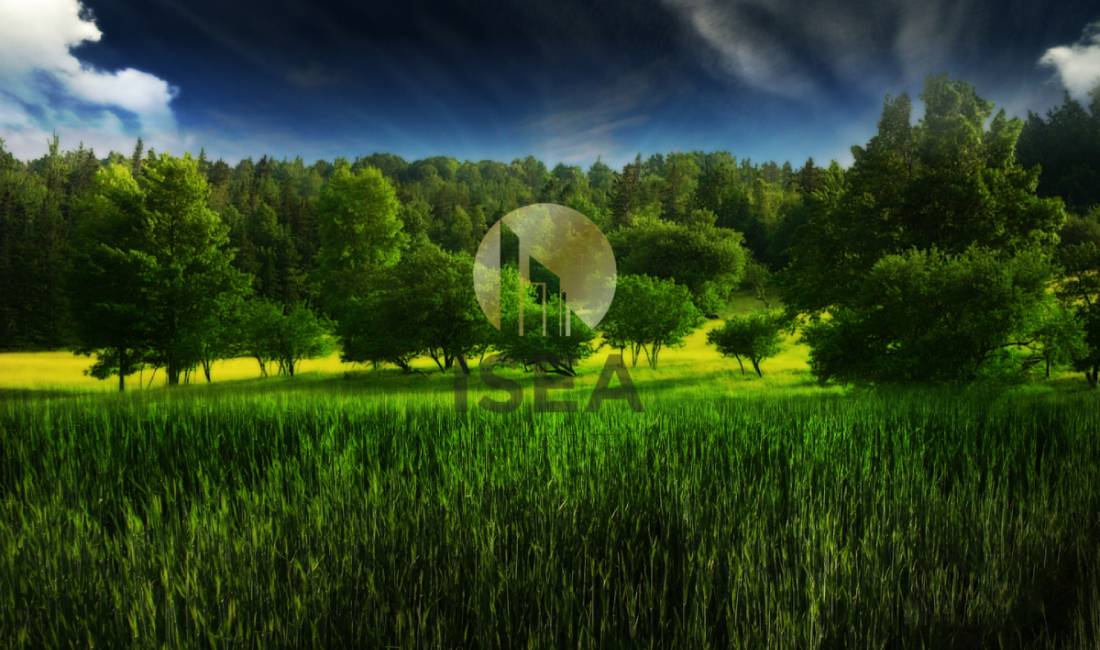 Shitet / Toke / Arbane / ID TT505058