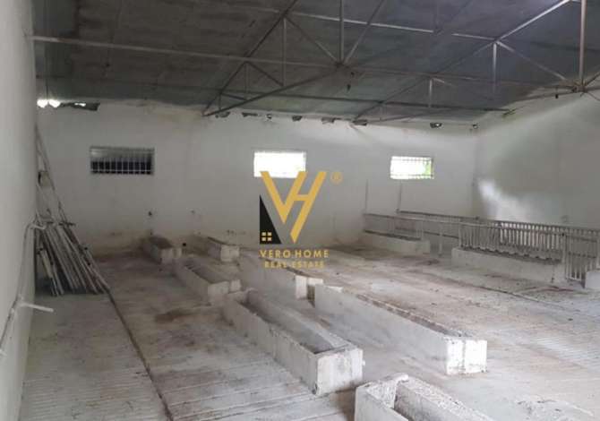 JEPET ME QERA MAGAZINE 2000M2 NE BALDUSHK 1.500EURO