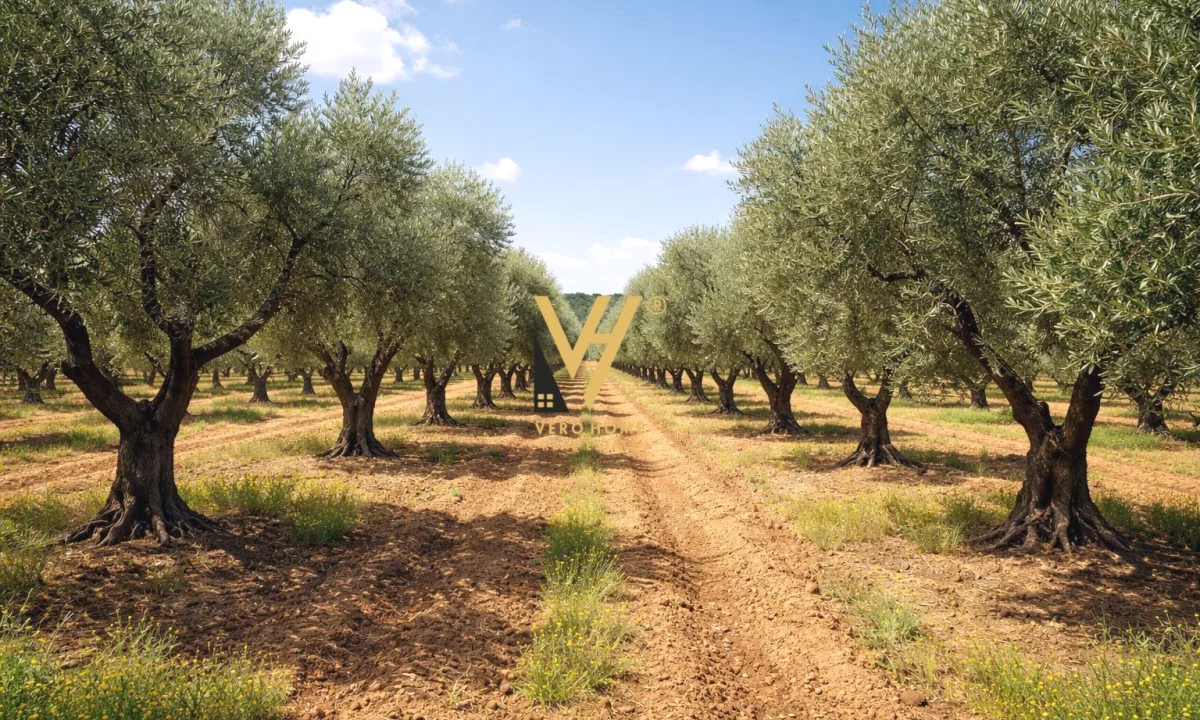 SHITET TOKE ULLISHTE 750 M2 NE FIER 45.500 EURO